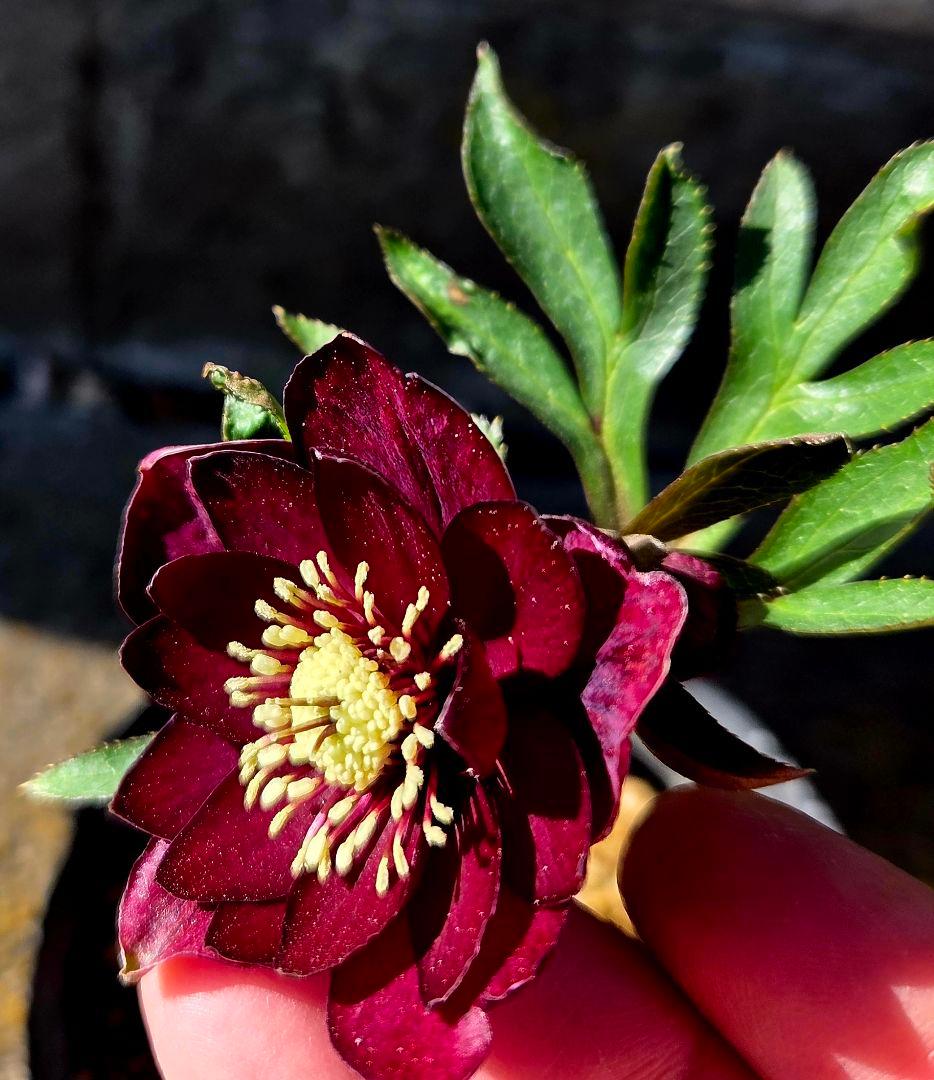 クリスマスローズ　キラメキ　チョコレート