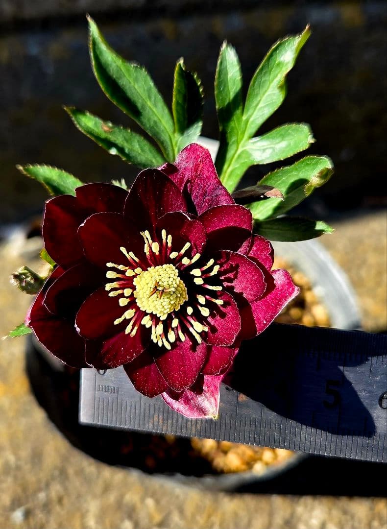 クリスマスローズ　キラメキ　チョコレート