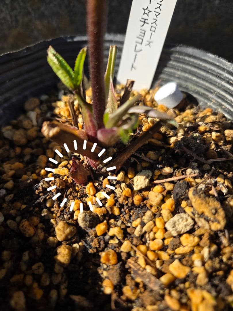 クリスマスローズ　キラメキ　チョコレート
