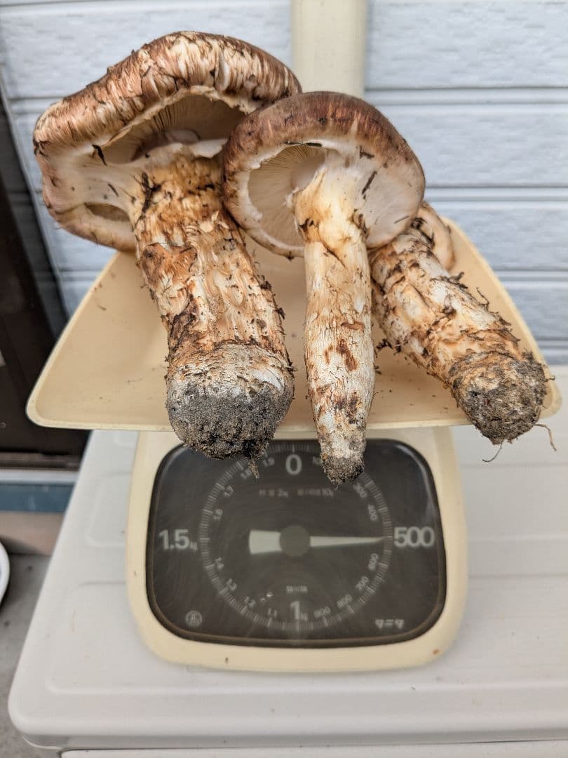 岩手県　岩泉　松茸　500g