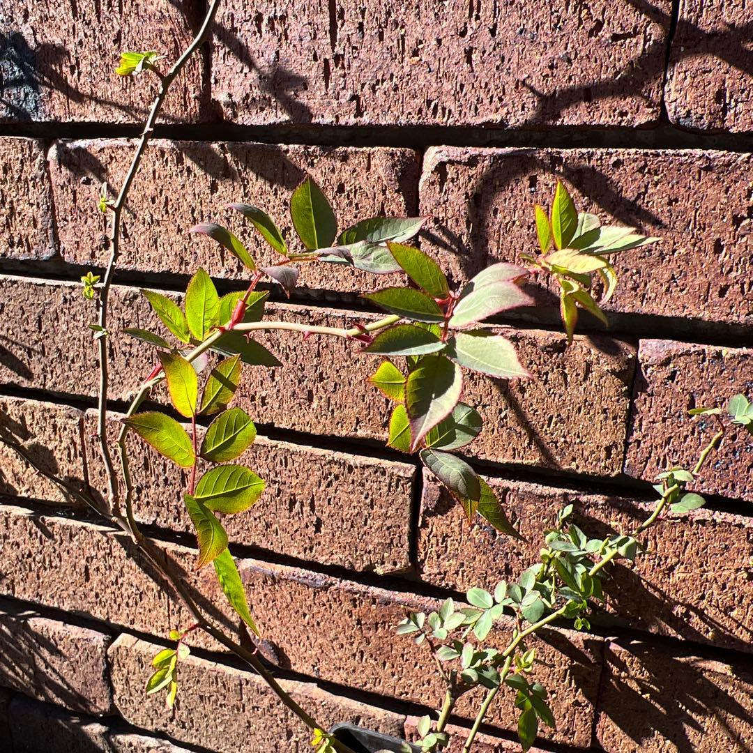 ローラダボー　フランス　挿木2年生苗