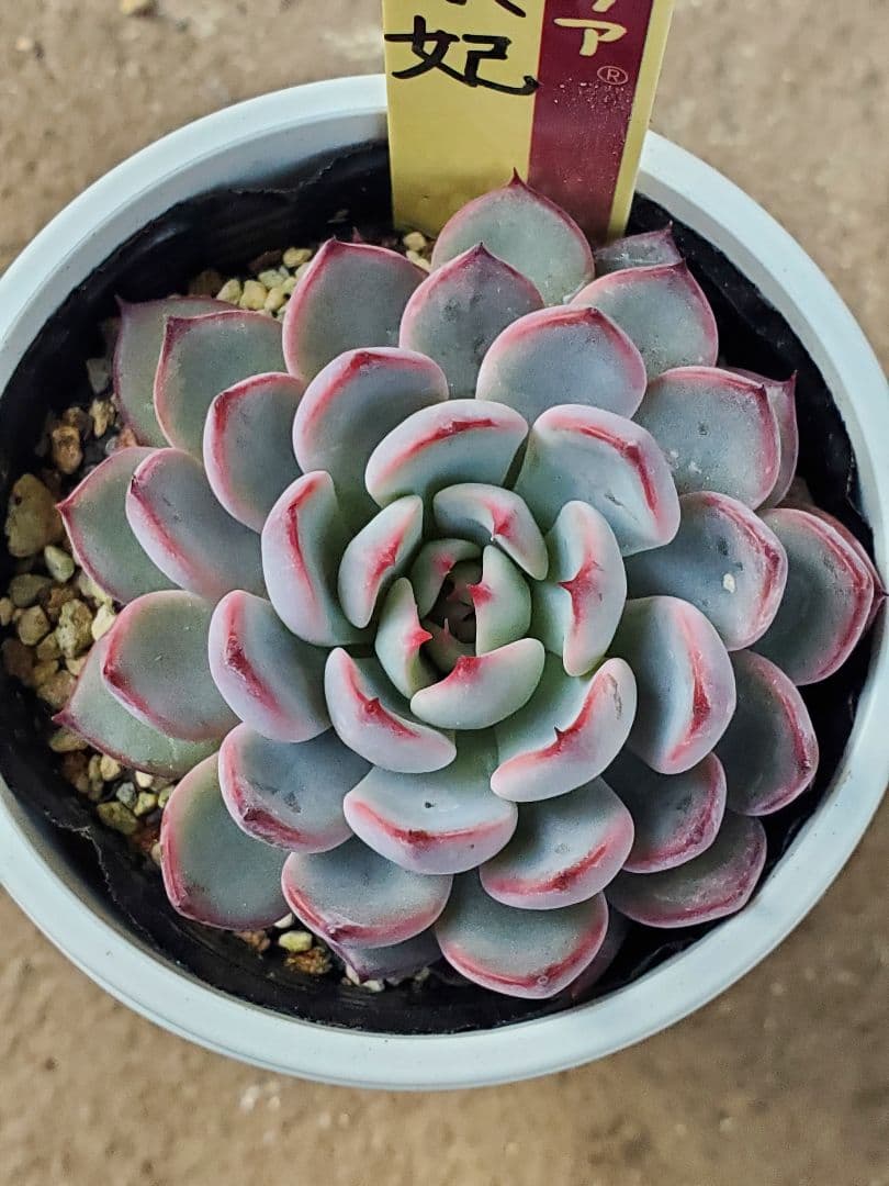 た*代様 ミックスベリア　美紫妃　札付き