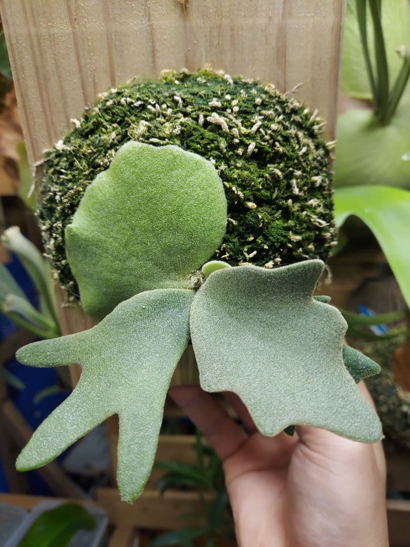 willinckii dwarf Nano　胞子培養　ビカクシダ　コウモリラン