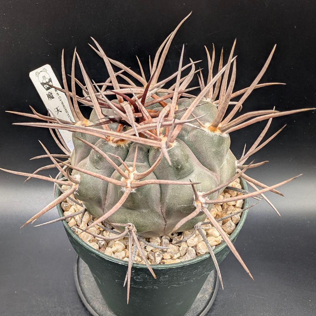 守金魔天竜 実生 鉢植えメルカリ便送料込み