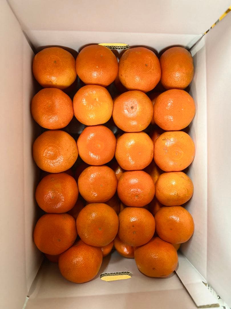 小原紅早生みかん 産地直送 坂出市産　新鮮　ひと冬大量20kg