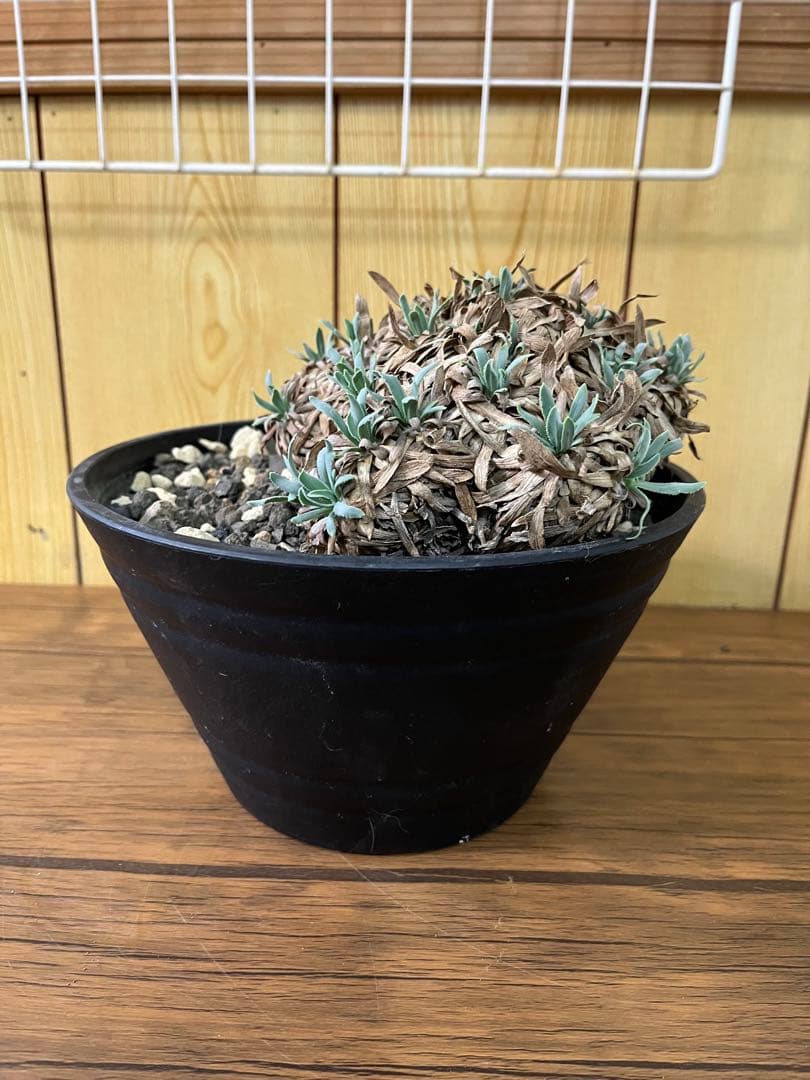 オトンナ　レトロルサ