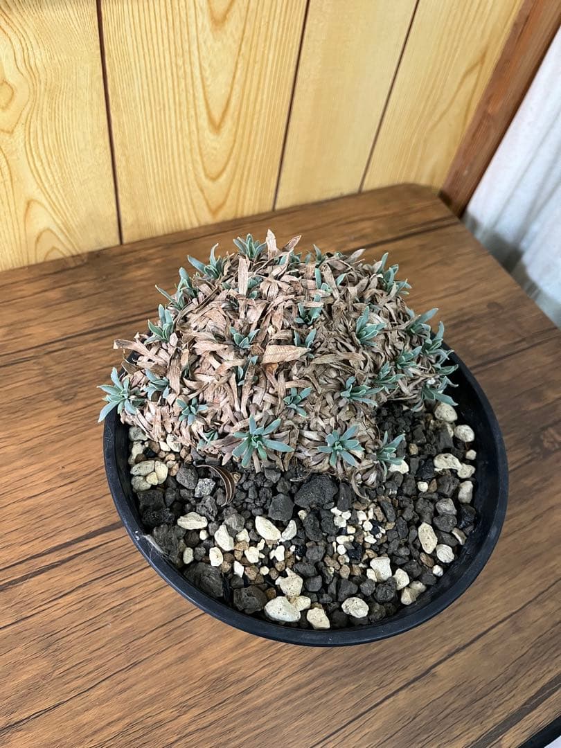 オトンナ　レトロルサ