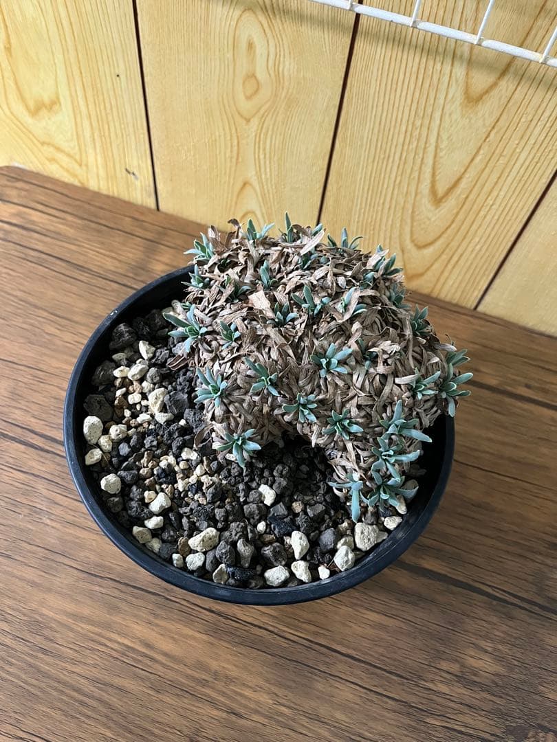 オトンナ　レトロルサ