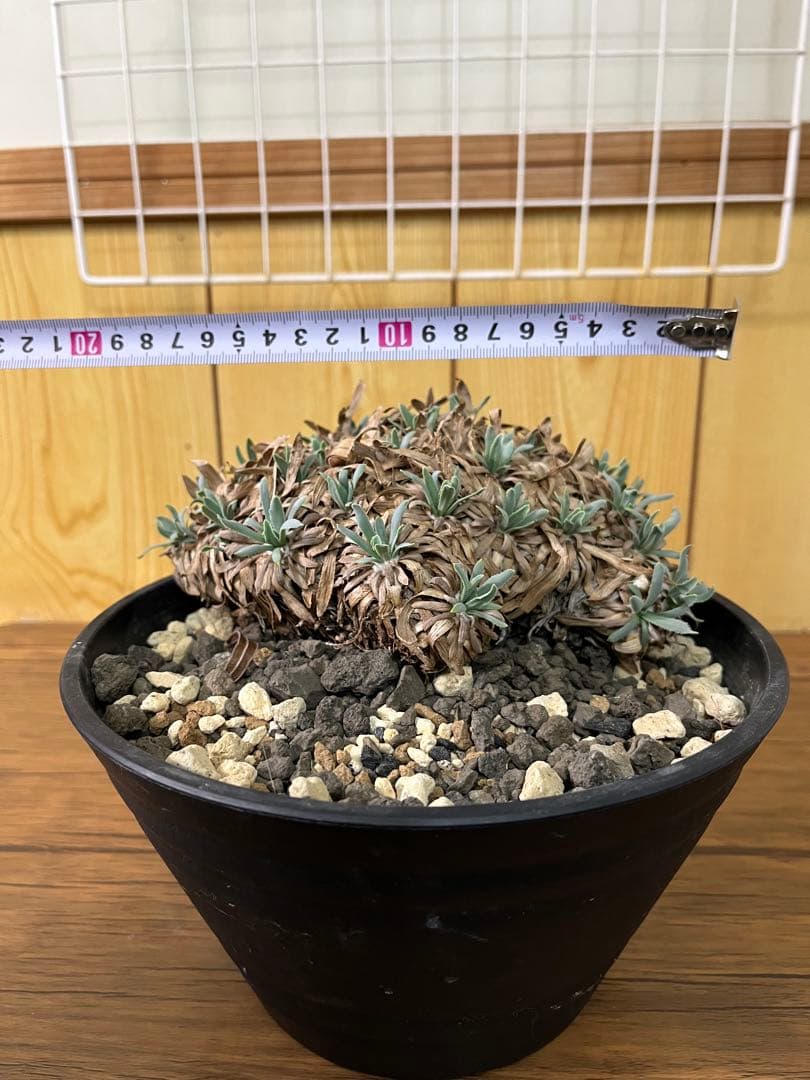 オトンナ　レトロルサ