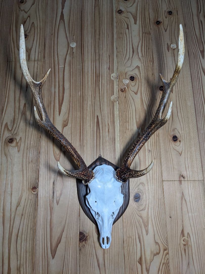 鹿角　壁掛け　耶馬渓産　種名=九州鹿　ハンティングトロフィー　すぐ飾れます