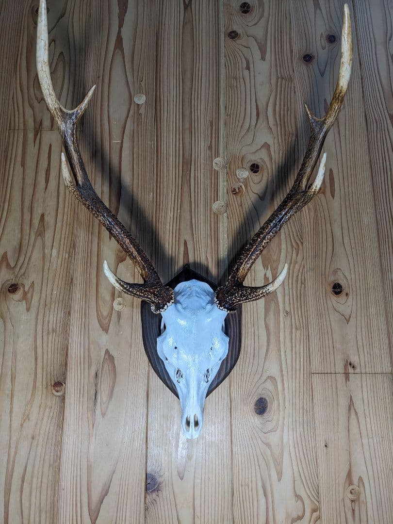 鹿角　壁掛け　耶馬渓産　種名=九州鹿　ハンティングトロフィー　すぐ飾れます