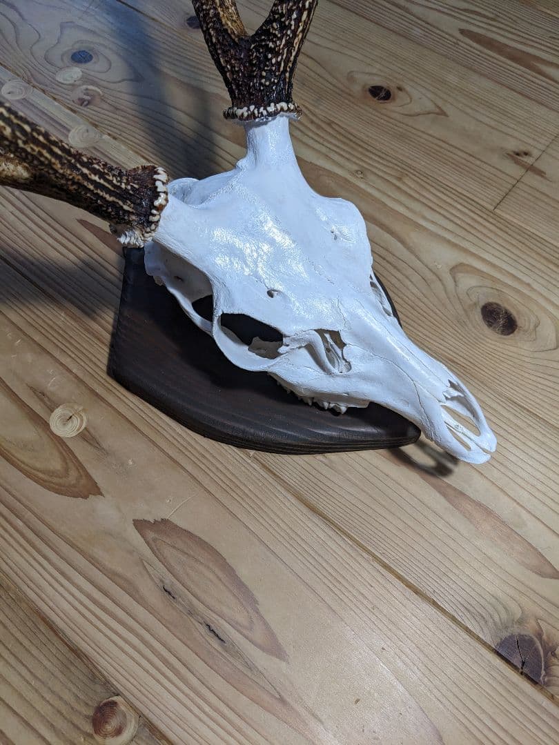 鹿角　壁掛け　耶馬渓産　種名=九州鹿　ハンティングトロフィー　すぐ飾れます