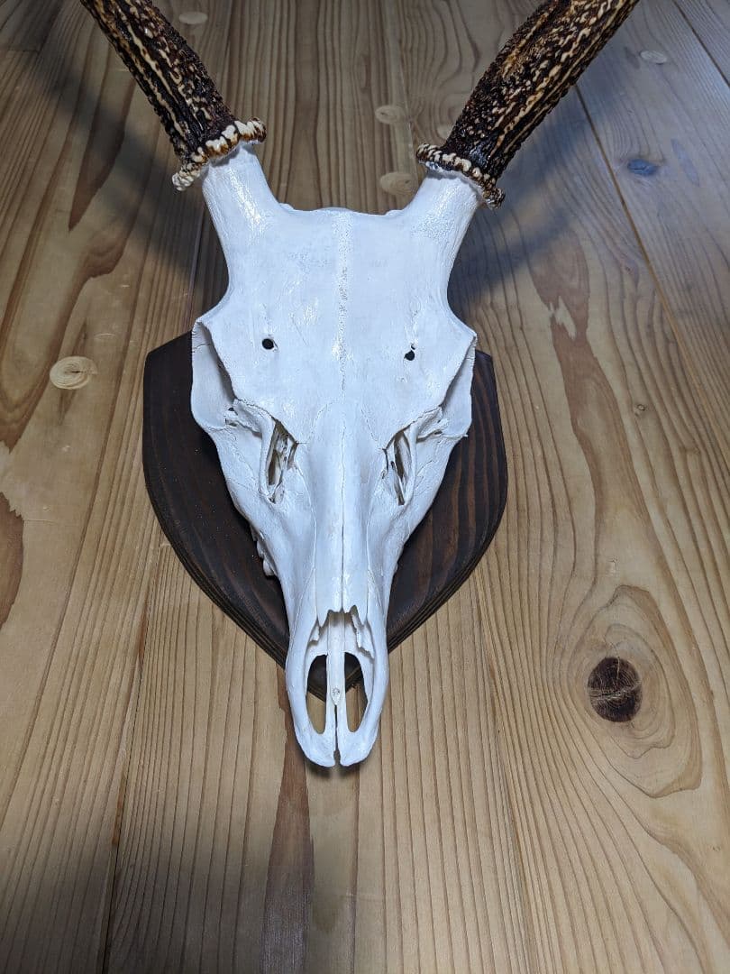 鹿角　壁掛け　耶馬渓産　種名=九州鹿　ハンティングトロフィー　すぐ飾れます