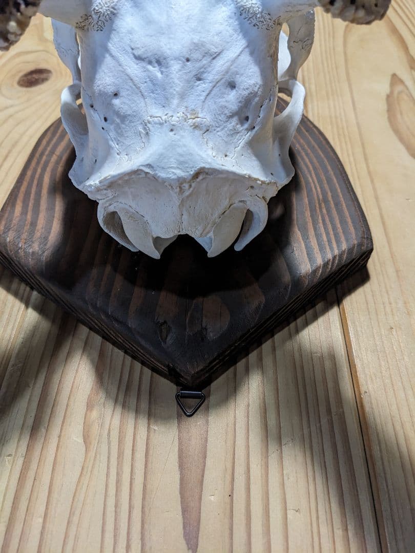 鹿角　壁掛け　耶馬渓産　種名=九州鹿　ハンティングトロフィー　すぐ飾れます