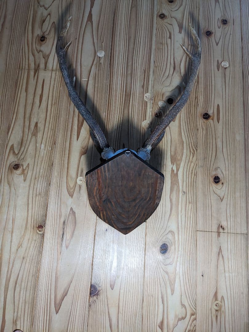 鹿角　壁掛け　耶馬渓産　種名=九州鹿　ハンティングトロフィー　すぐ飾れます