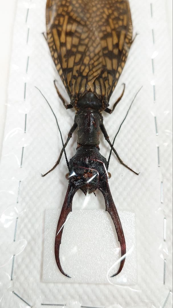 【わた】巨大！ヘビトンボ標本　15cm級