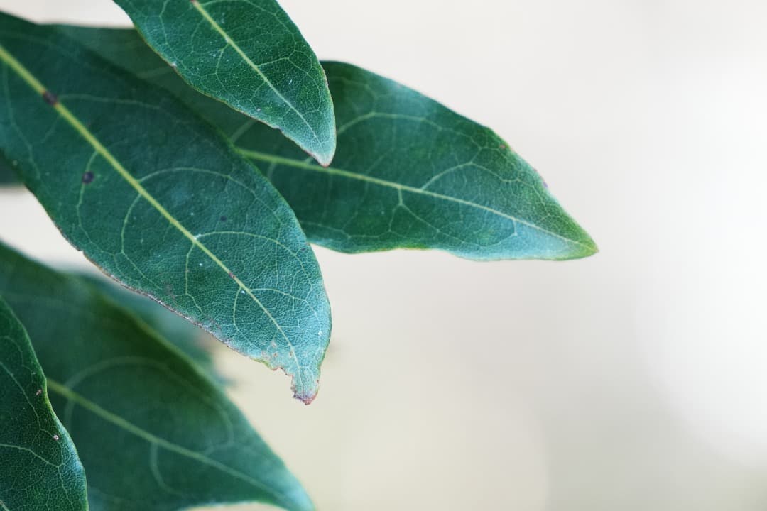 【運動会・スポーツに】SONY 望遠ズームレンズ SEL55210 145