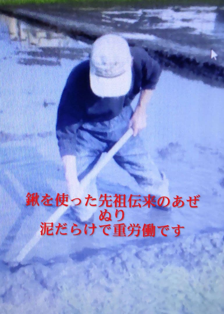 他の米とは手間が百倍 発芽用玄米10kg ７年産コシヒカリ 特栽① 農薬等不使用