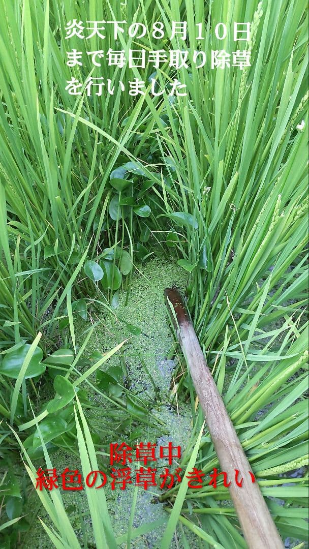 他の米とは手間が百倍 発芽用玄米10kg ７年産コシヒカリ 特栽① 農薬等不使用