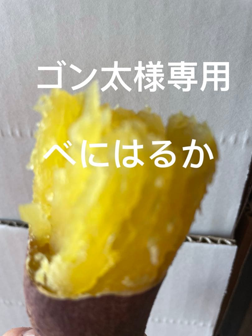 ゴン太　M 20キロ