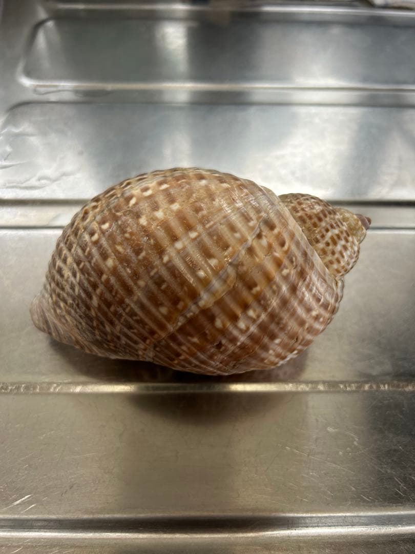 超特大タカラ貝11x7x6cm 特大ヤツシロ貝15x10x7cm