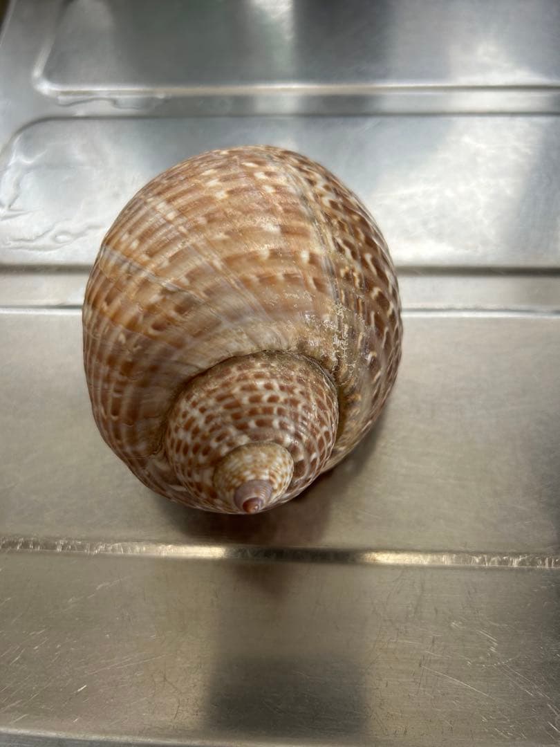 超特大タカラ貝11x7x6cm 特大ヤツシロ貝15x10x7cm