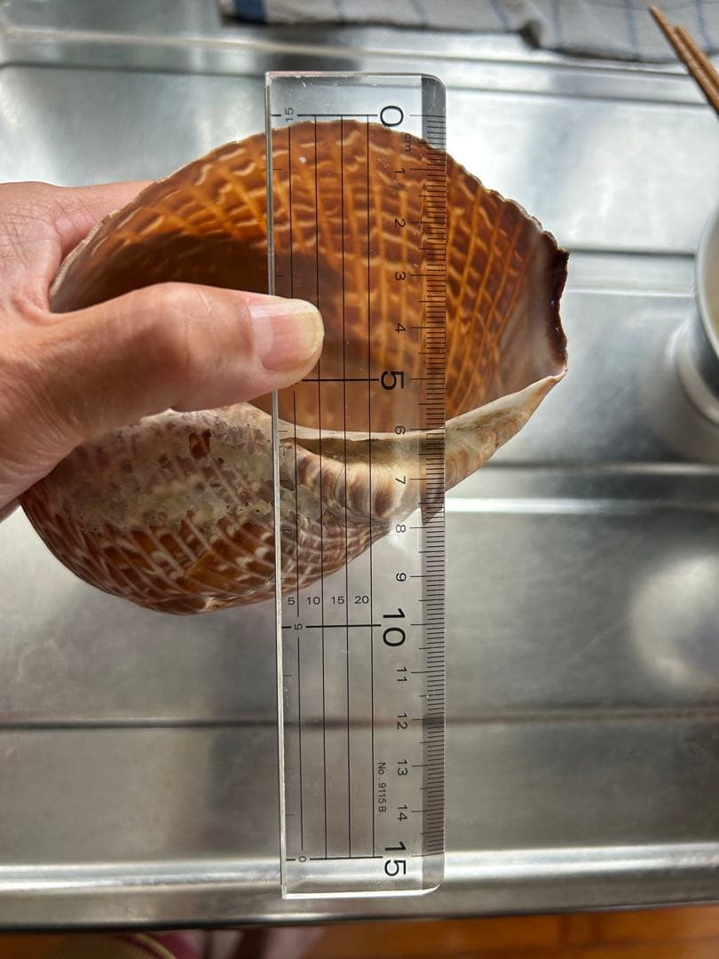 超特大タカラ貝11x7x6cm 特大ヤツシロ貝15x10x7cm