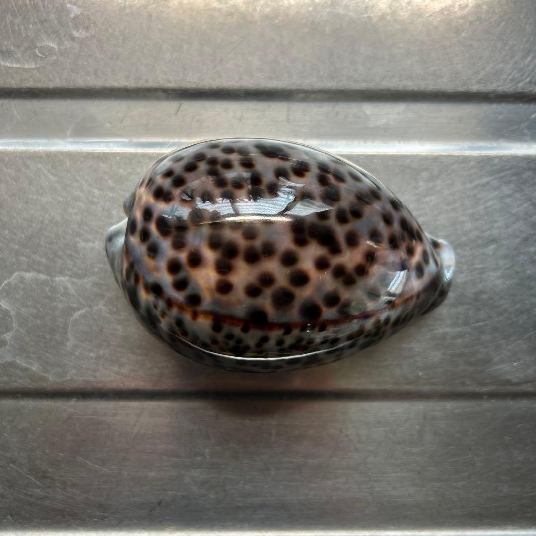 超特大タカラ貝11x7x6cm 特大ヤツシロ貝15x10x7cm