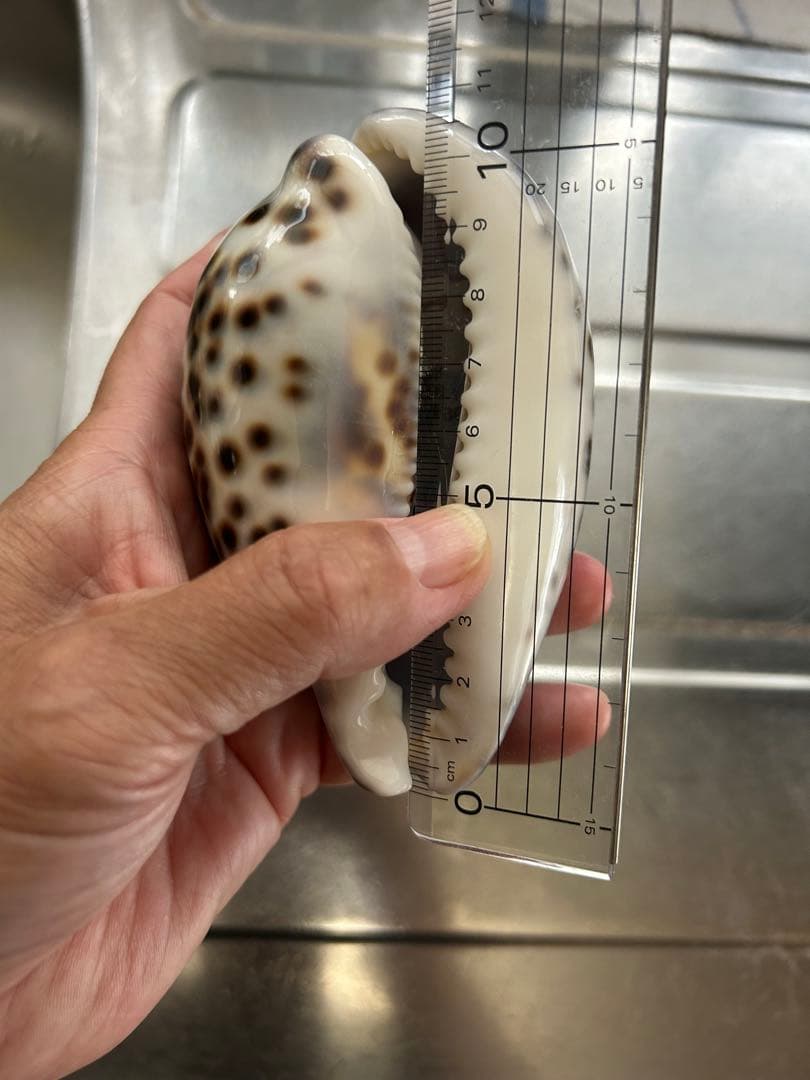 超特大タカラ貝11x7x6cm 特大ヤツシロ貝15x10x7cm