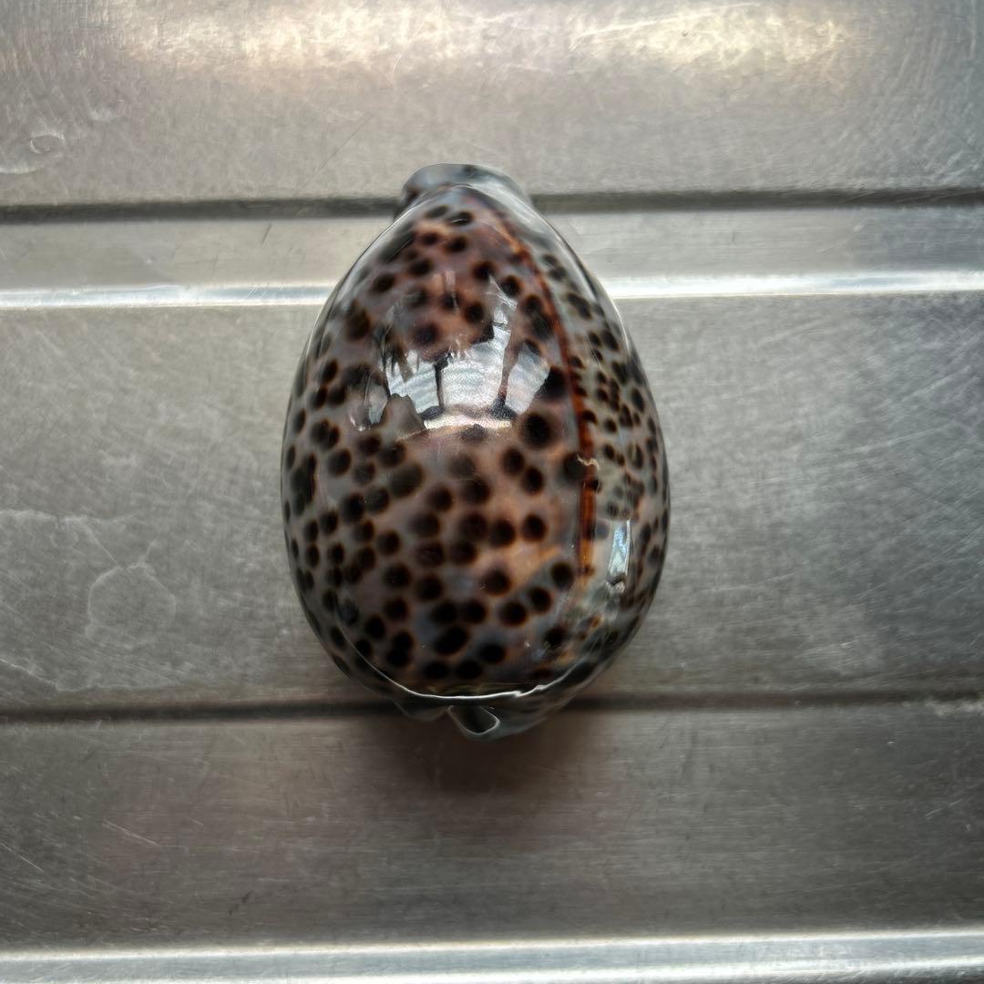 超特大タカラ貝11x7x6cm 特大ヤツシロ貝15x10x7cm