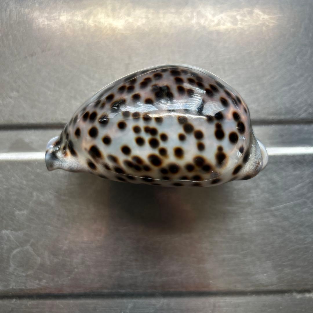 超特大タカラ貝11x7x6cm 特大ヤツシロ貝15x10x7cm