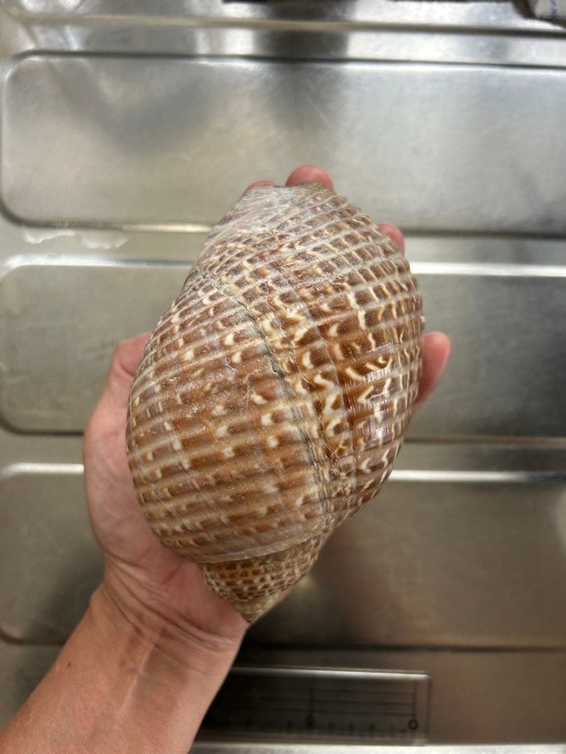 超特大タカラ貝11x7x6cm 特大ヤツシロ貝15x10x7cm