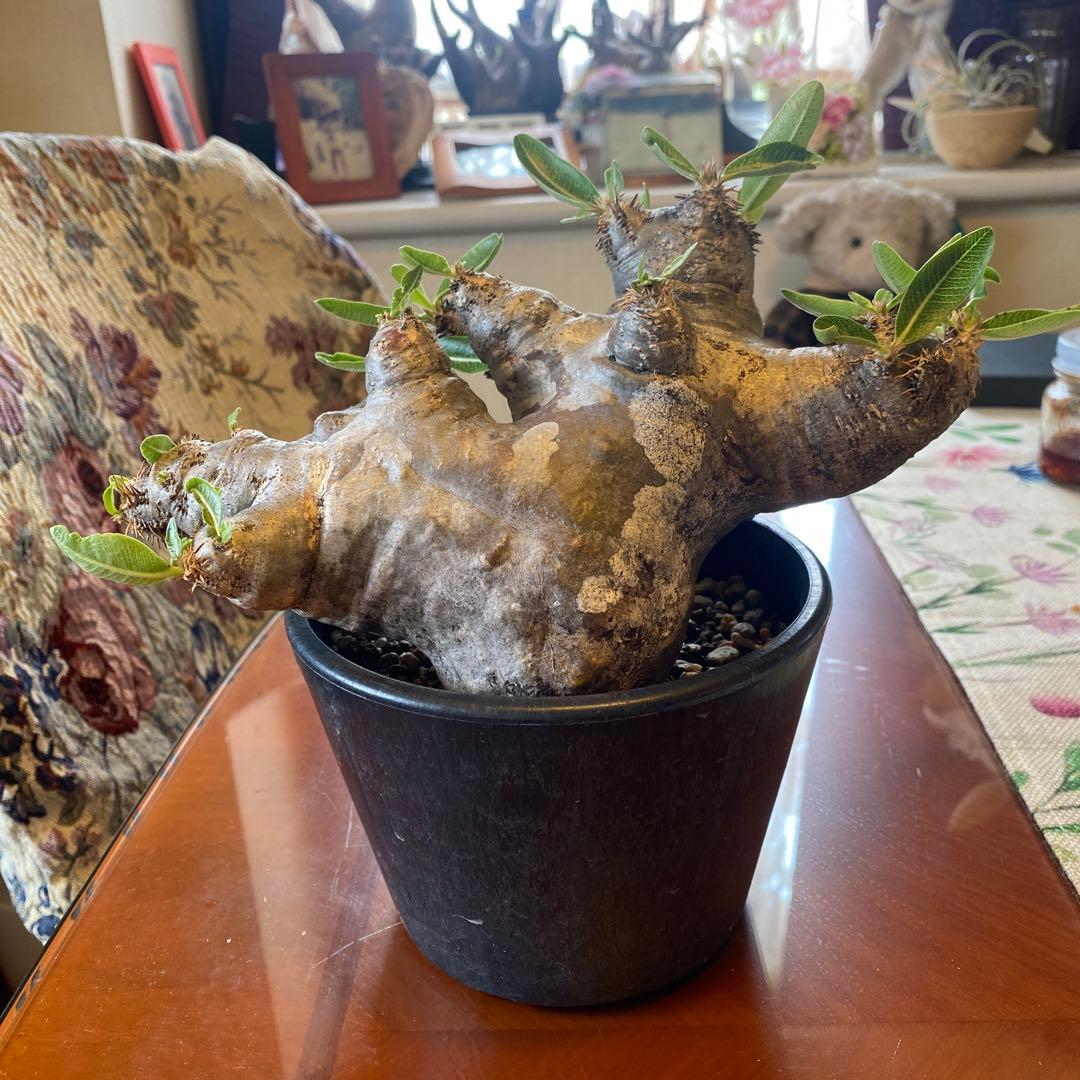 ブレピカリックス 大きめ 現地球 落葉しました