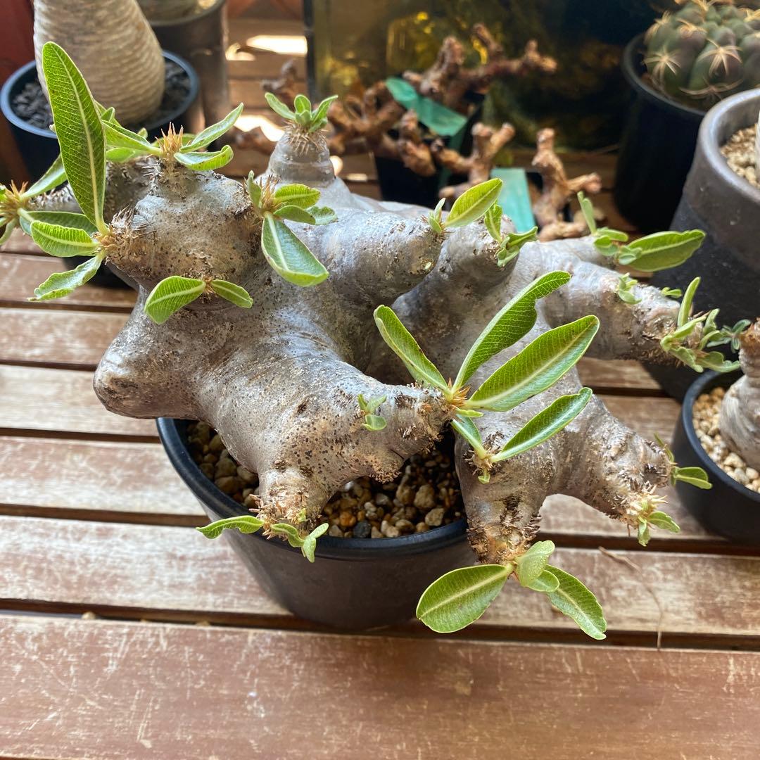 ブレピカリックス 大きめ 現地球 落葉しました