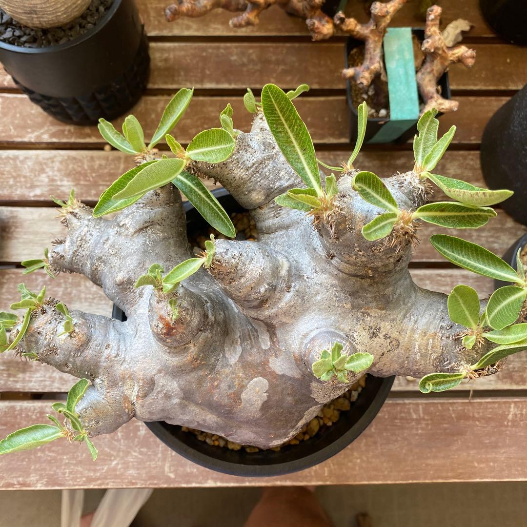 ブレピカリックス 大きめ 現地球 落葉しました