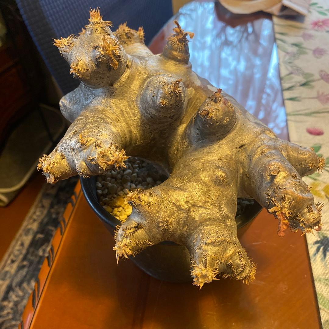 ブレピカリックス 大きめ 現地球 落葉しました