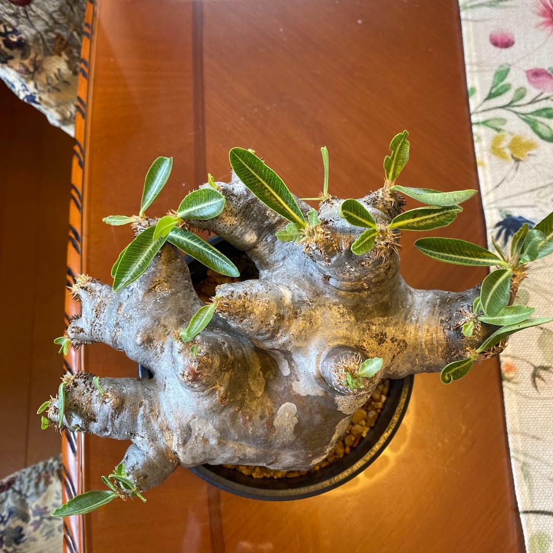 ブレピカリックス 大きめ 現地球 落葉しました