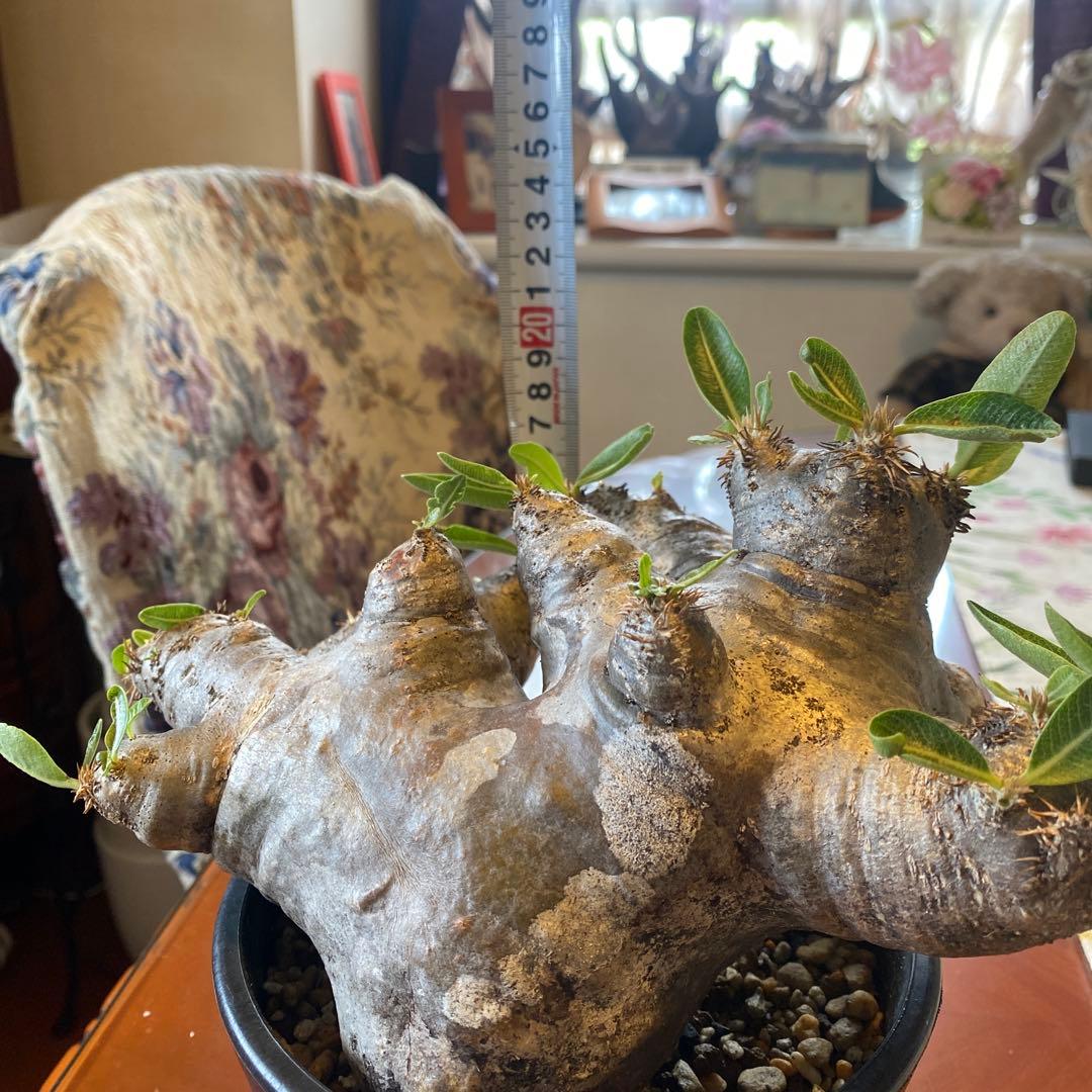 ブレピカリックス 大きめ 現地球 落葉しました