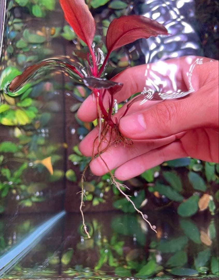 joy(プロフページ