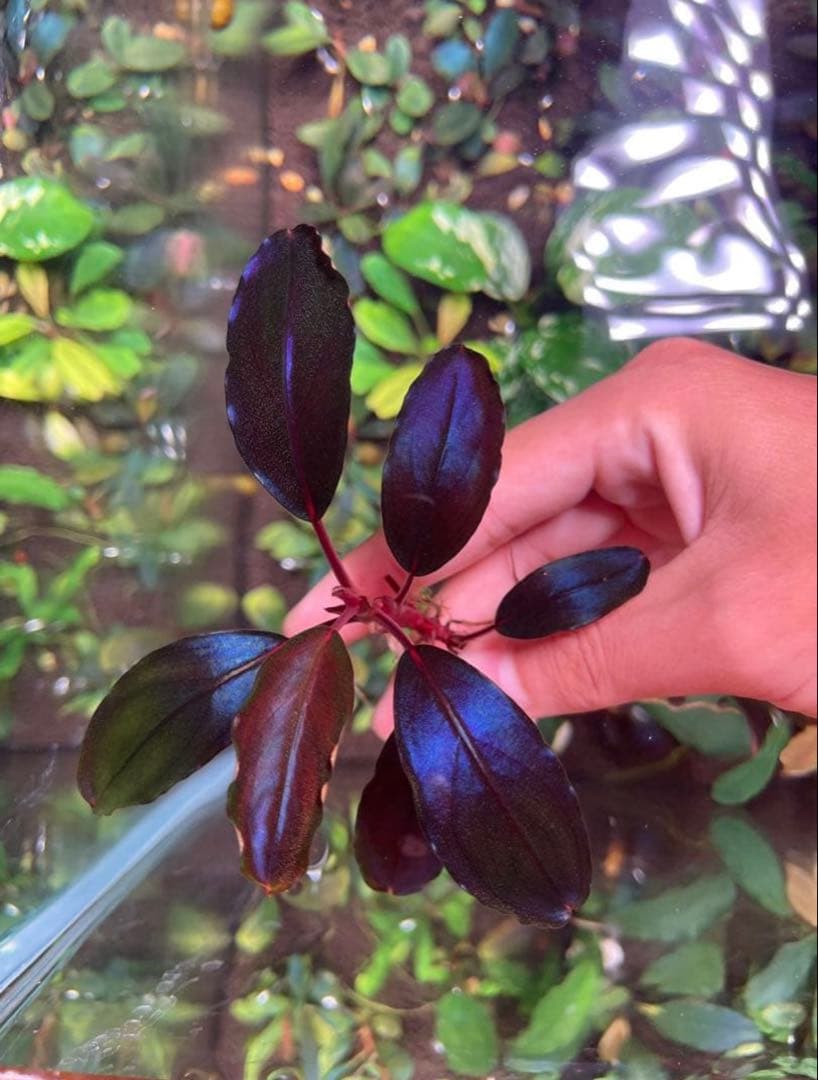 joy(プロフページ