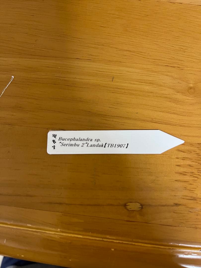 水草 Bucephalandra sp.\"Serimbu 2\"