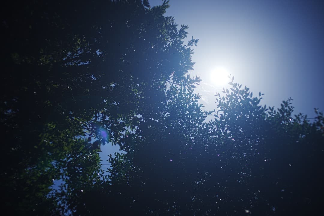 レンズ(単焦点) jugemu95 Distagon 35mm 1.4 MMJ 563