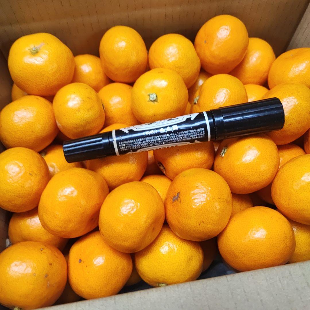 和歌山　みかん　ゆら早生　高糖度　3kg　変更8kg