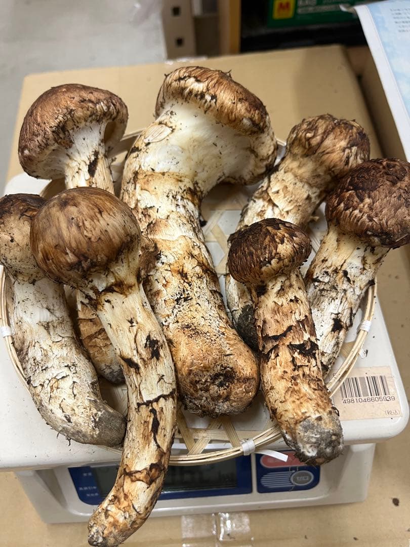 岩手県産松茸　良型　2