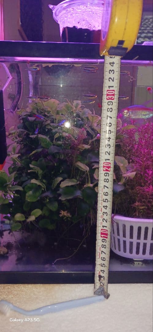 大量のアヌビアスナナ 水槽用「沖縄限定」