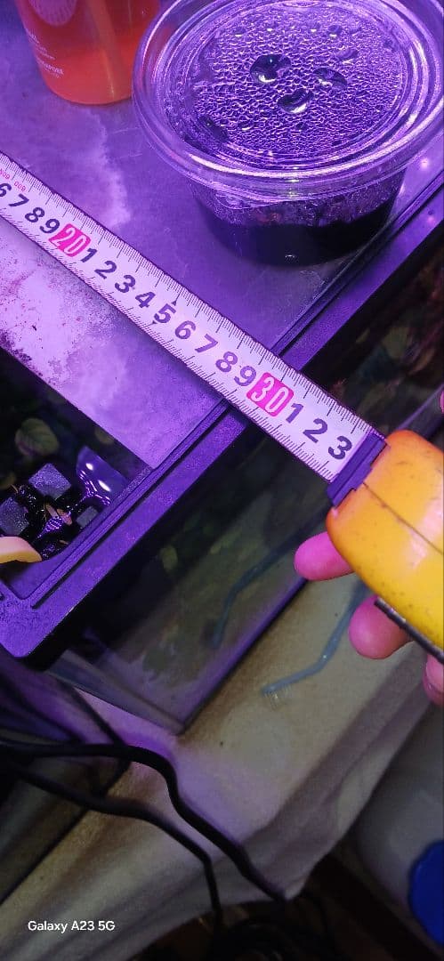 大量のアヌビアスナナ 水槽用「沖縄限定」