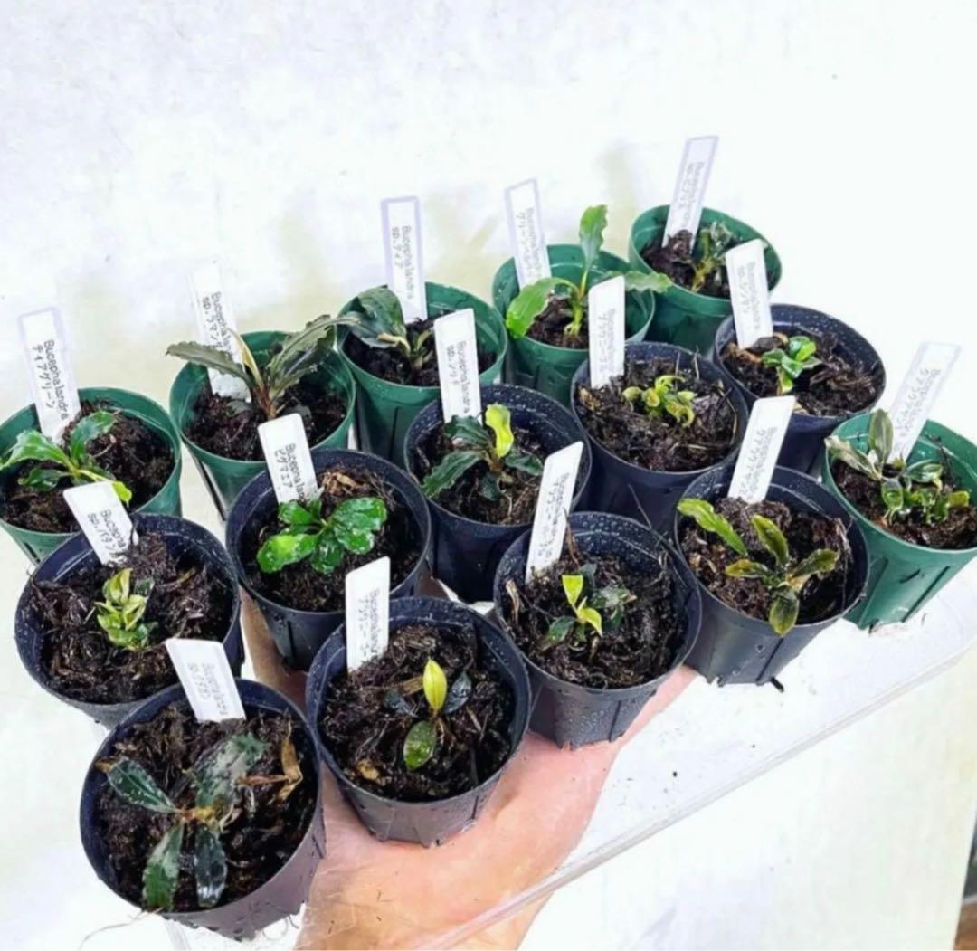 専用◆特◆ブセファランドラSP.よりどり15セット（良株） #ブセさかな屋 クダ