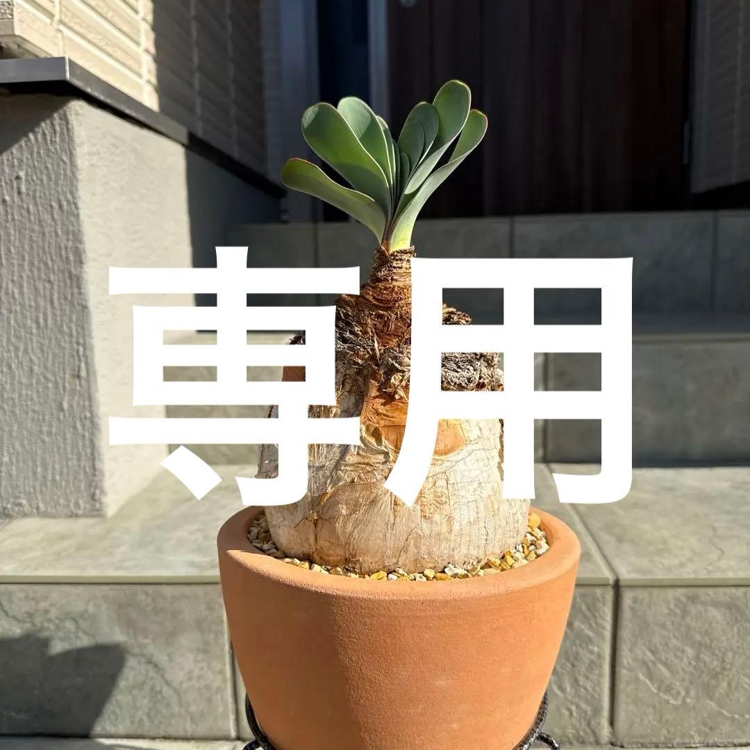 ブーファン　ハエマンソイデス　ハエマントイデス　発根済　冬型