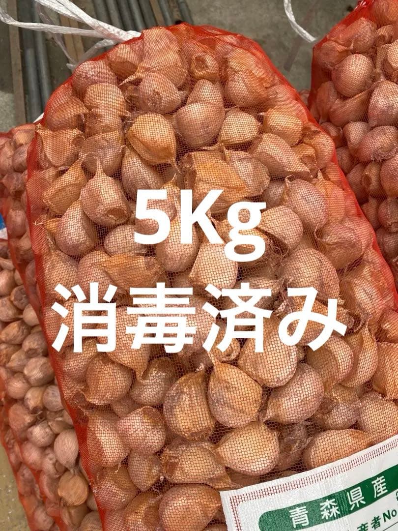 青森県にんにくタネ5Kg 大　消毒済み