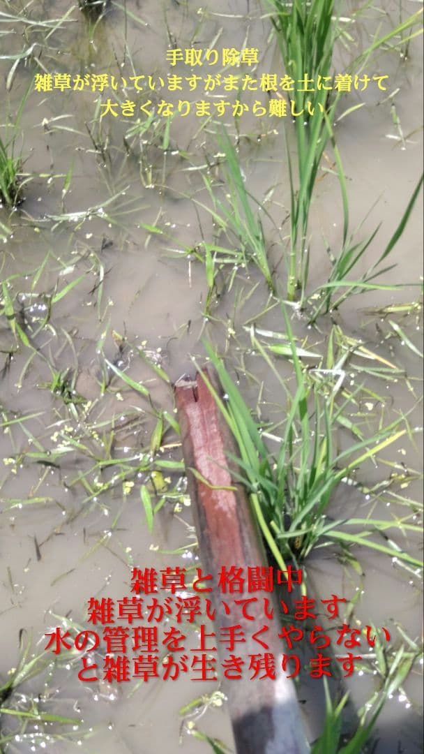 神経と免疫を大切にする農家 ７年産コシヒカリ 発芽用玄米10kg化学農薬不使用